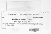 Armillaria mellea image